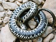 Natrix natrix