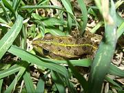 Pelophylax ridibundus