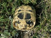 Testudo graeca