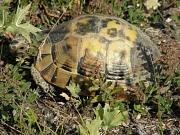 Testudo graeca