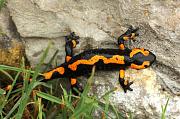 Salamandra salamandra