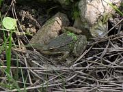 Pelophylax ridibundus