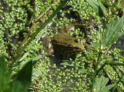 Pelophylax ridibundus