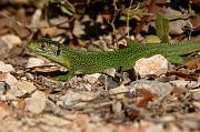 Lacerta viridis