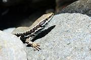 Podarcis muralis