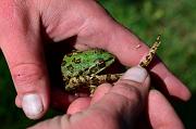 Pelophylax ridibundus