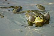 Pelophylax ridibundus