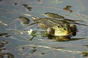 Pelophylax ridibundus