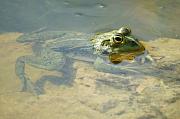 Pelophylax ridibundus