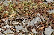 Podarcis muralis