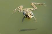 Pelophylax ridibundus