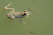 Pelophylax ridibundus