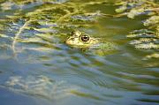 Pelophylax ridibundus