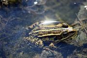 Pelophylax ridibundus