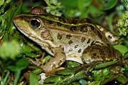 Pelophylax ridibundus