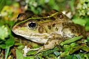 Pelophylax ridibundus