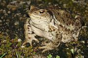 Bufo bufo