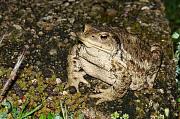 Bufo bufo