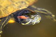 Trachemys scripta