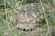 Testudo graeca