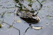 Pelophylax ridibundus