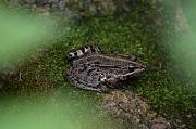 Pelophylax ridibundus