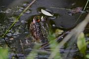 Pelophylax ridibundus