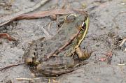 Pelophylax/Rana sp.