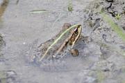 Pelophylax/Rana sp.