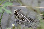 Pelophylax/Rana sp.