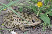 Pelophylax/Rana sp.