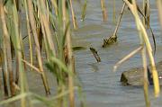 Natrix tessellata