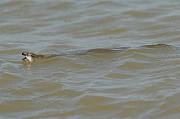 Natrix tessellata