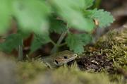 Lacerta viridis