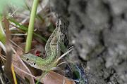 Lacerta viridis