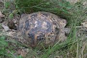 Testudo graeca