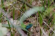 Lacerta viridis