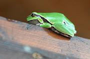 Hyla arborea