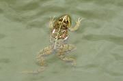 Pelophylax/Rana sp.