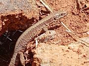 Podarcis muralis