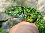 Lacerta viridis