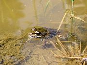 Pelophylax ridibundus