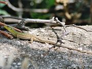 Podarcis siculus