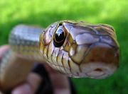 Dolichophis caspius