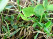 Hyla arborea