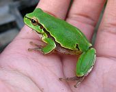 Hyla arborea