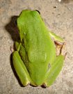 Hyla arborea