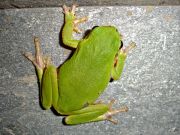 Hyla arborea