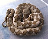 Vipera ammodytes