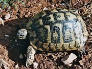 Testudo hermanni